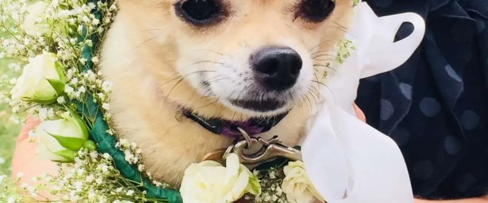 Sydney Eco Weddings