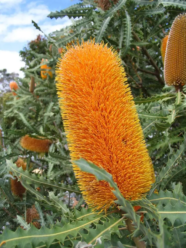 banksia_2.webp