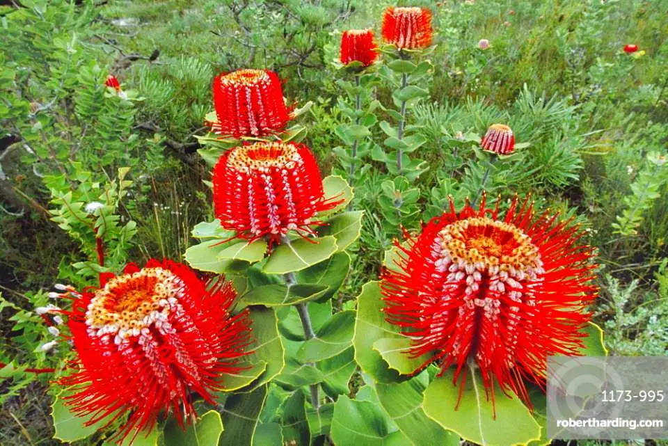 banksia_4.webp