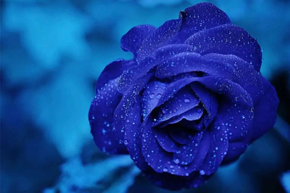 blueroses.webp